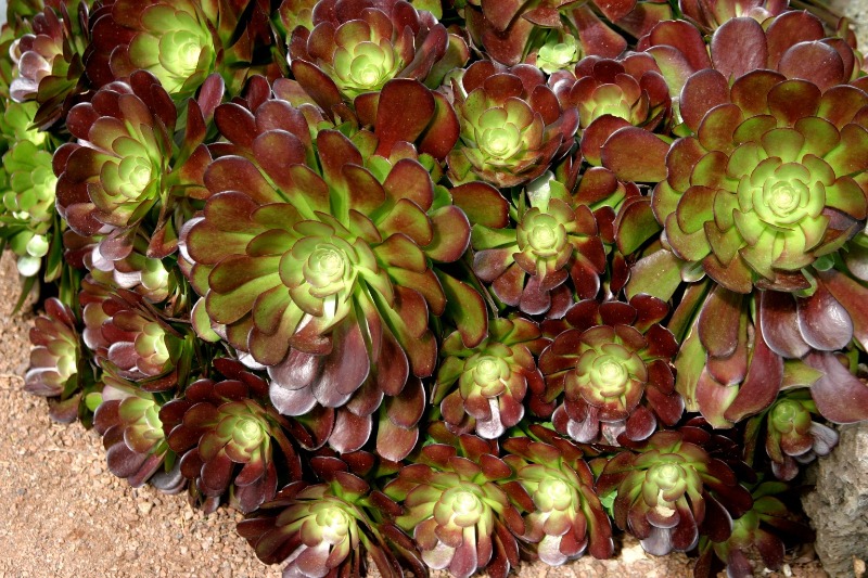 Green And Purple Aeonium Succulent 